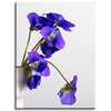 Canvas Print Botanical Blue Pansies 30x40 cm