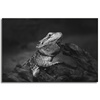 Canvas Print Lizard Reptile Black and White Nature 90x60