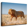 Canvas Print Walking Lion on Savannah Grass 50x40 cm