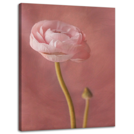 Canvas Print Botanical Pink Peony 30x40 cm
