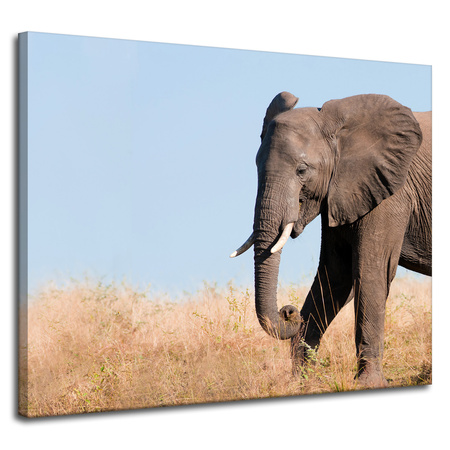 Canvas Print Gray Large Elephant with Trunk Savanna Warmth 100x80 cm