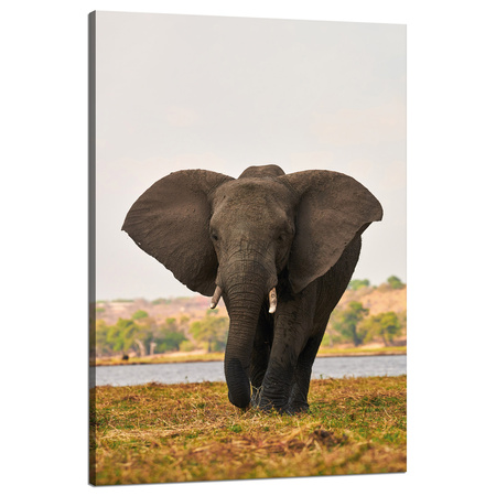 Canvas Print Large Gray Elephant on the Savannah 80x120 cm