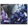 Canvas Print Botany Blue Hydrangea 40x30 cm