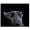 Canvas Print Animals Cat 100x80 cm