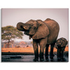 Canvas Print Elephants in Water Africa Nature 100x80 cm