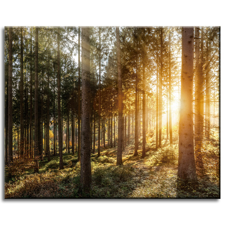 Canvas Print Birch Trees Sun Morning 50x40 cm