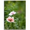 Canvas Print Botany Poppy Flowers 30x40 cm