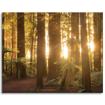 Canvas Print Sun Rays Forest Trees 100x80 cm
