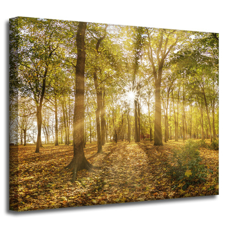 Canvas Print Sun Between Trees in the Forest 50x40 cm