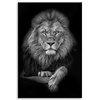 Canvas Print Gray Lion Face Pose King 80x120 cm