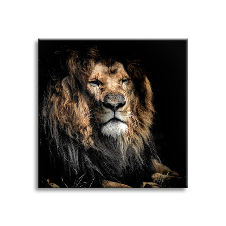 Canvas Print Adult Lion Animal 90x90