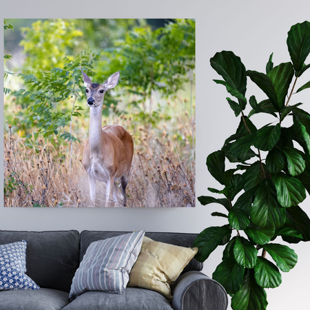 Canvas Print Animals Roe Deer 40x40 cm