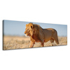 Canvas Print Walking Lion on Savannah Grass 120x40 cm