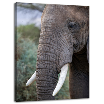 Canvas Print Animals Elephant 30x40 cm