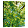 Canvas Print Trees Leaves Nature Forest Spring 80x100 cm