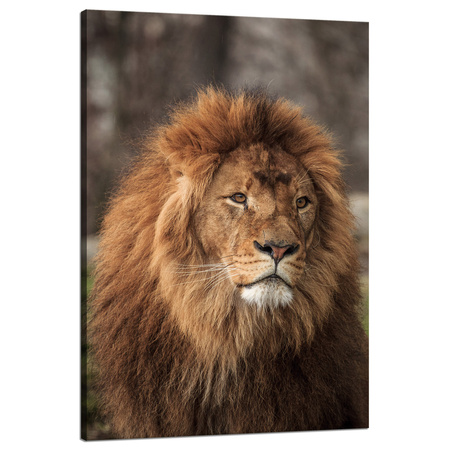Canvas Print Gazing Lion Nature Face Wilderness 80x120 cm