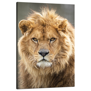 Canvas Print Wild Lion Portrait Mane Animal 80x120 cm