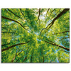 Canvas Print Trees Leaves Nature Forest Spring 100x80 cm