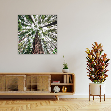 Canvas Print Trees Sky Nature Nature Art 90X90 cm