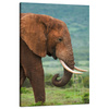 Canvas Print Muddy Elephant Nature Nature 80x120 cm
