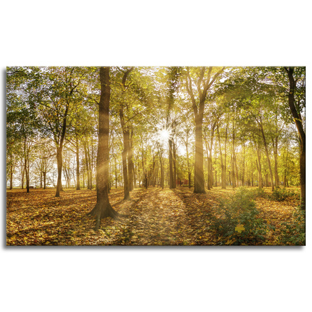Canvas Print Sun Between Trees in the Forest 100x60 cm