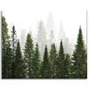 Canvas Print Rain Forest Nature Trees 100x80 cm