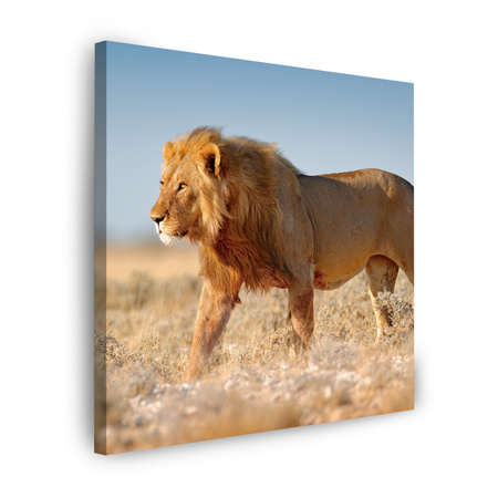 Canvas Print Walking Lion on Savannah Grass 60X60 cm
