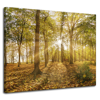Canvas Print Sun Between Trees in the Forest 100x80 cm