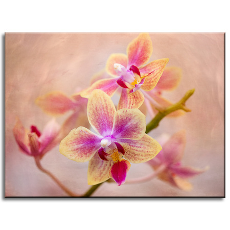 Canvas Print Botany Orchid 40x30 cm