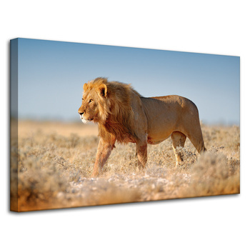 Canvas Print Walking Lion on Savannah Grass 80x50 cm
