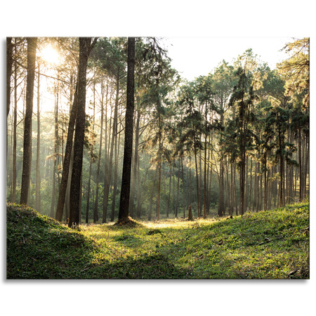 Canvas Print Forest Trees Sun Nature 100x80 cm