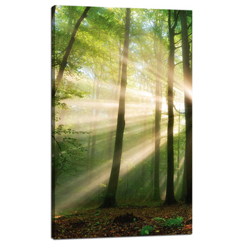 Canvas Print Sun in the Forest Trees Nature 60x100 cm