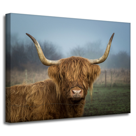 Canvas Print Animals Cow 40x30 cm