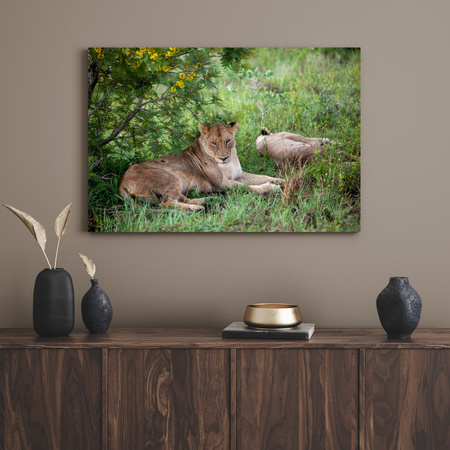Canvas Print Animals Lionesses 40x30 cm
