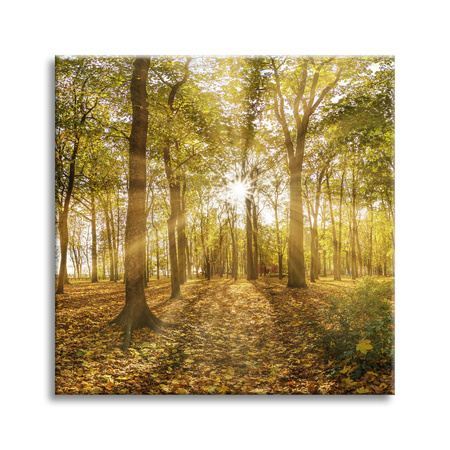 Canvas Print Sun Between Trees in the Forest 60X60 cm