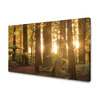 Canvas Print Sun Rays Forest Trees 120x80 cm