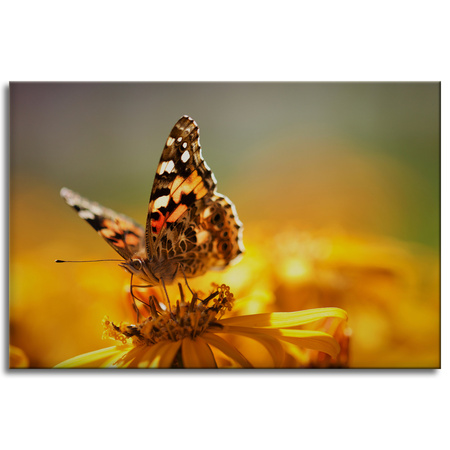 Canvas Print Animals Butterfly on Flower 90x60