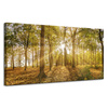 Canvas Print Sun Between Trees in the Forest 120x60 cm