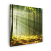 Canvas Print Light in the Forest Nature Trees 90X90 cm