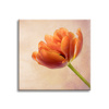 Canvas Print Botany Tulip 40x40 cm