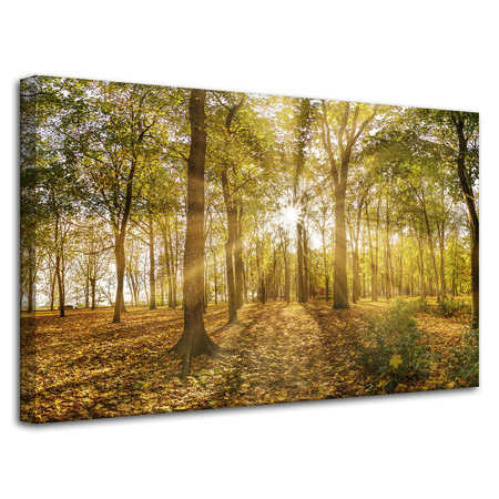 Canvas Print Sun Between Trees in the Forest 80x50 cm