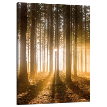 Canvas Print Sun in the Forest Light Tree 50x70 cm