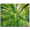 Canvas Print Trees Leaves Nature Forest Spring 50x40 cm