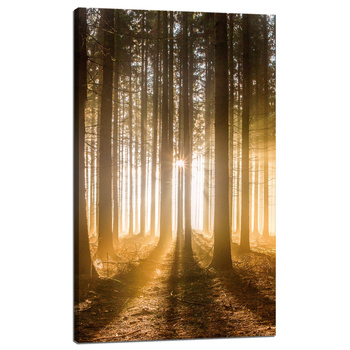 Canvas Print Sun in the Forest Light Tree 60x100 cm