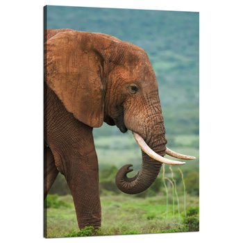 Canvas Print Muddy Elephant Nature Nature 80x120 cm