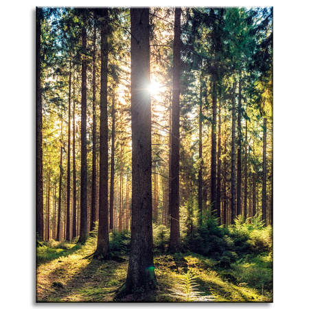Canvas Print Forest Sun Trees Spring Morning 40x50 cm