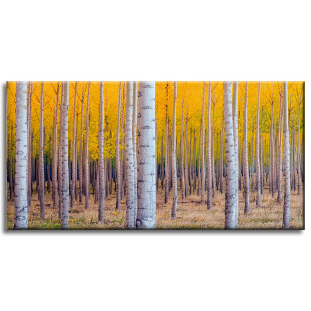 Canvas Print Birch Trees Autumn Yellow Leaves 80x40 cm