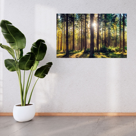 Canvas Print Forest Sun Trees Spring Morning 120x70 cm