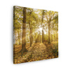 Canvas Print Sun Between Trees in the Forest 40X40 cm