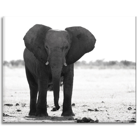 Canvas Print Gray Elephant Nature Black and White 100x80 cm